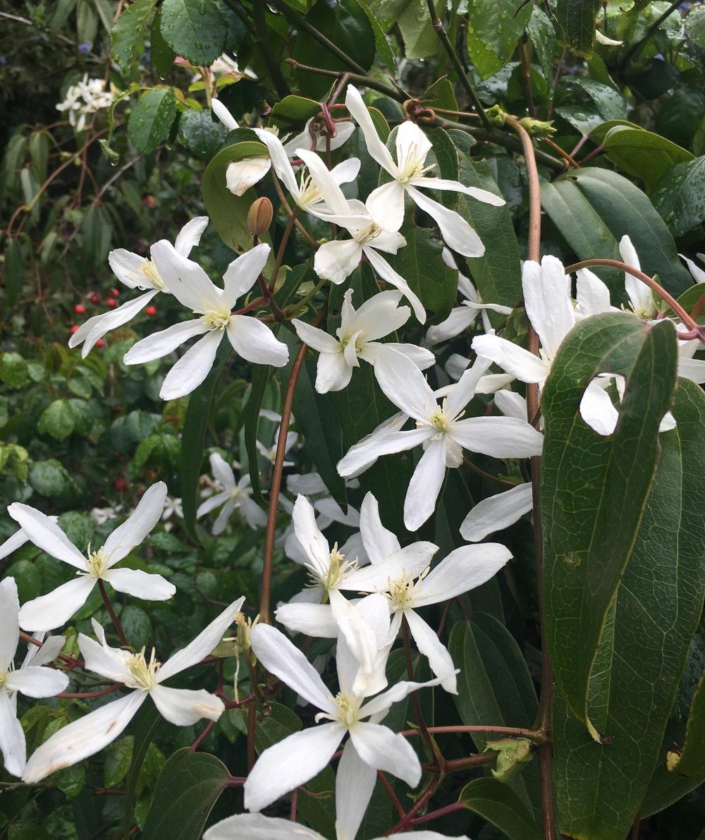 Photo of Clematis (Clematis armandii 'Snowdrift') uploaded by Calif_Sue