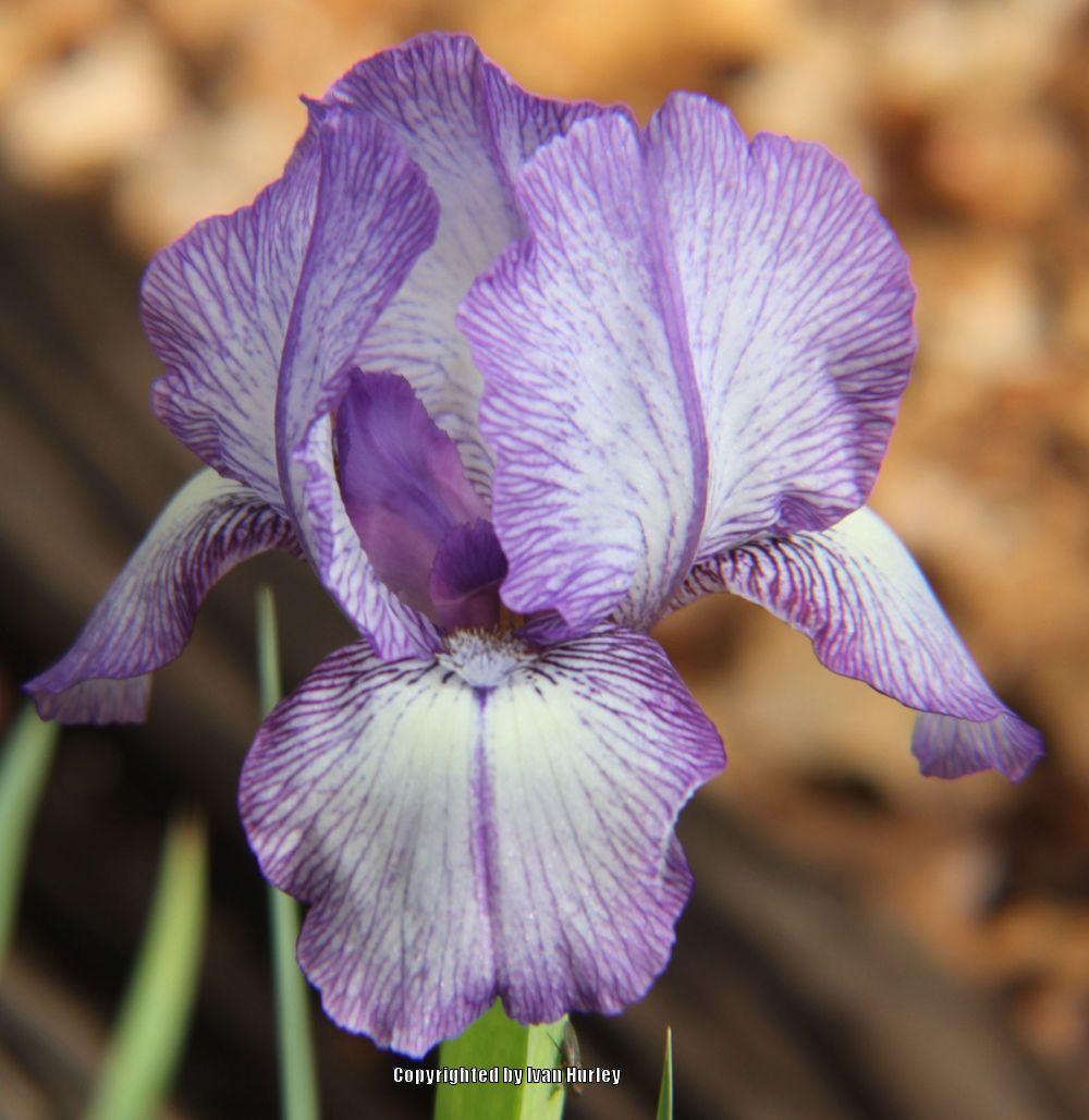 Photo of Arilbred Iris (Iris 'Omar's Stitchery') uploaded by Ivan_N_Tx