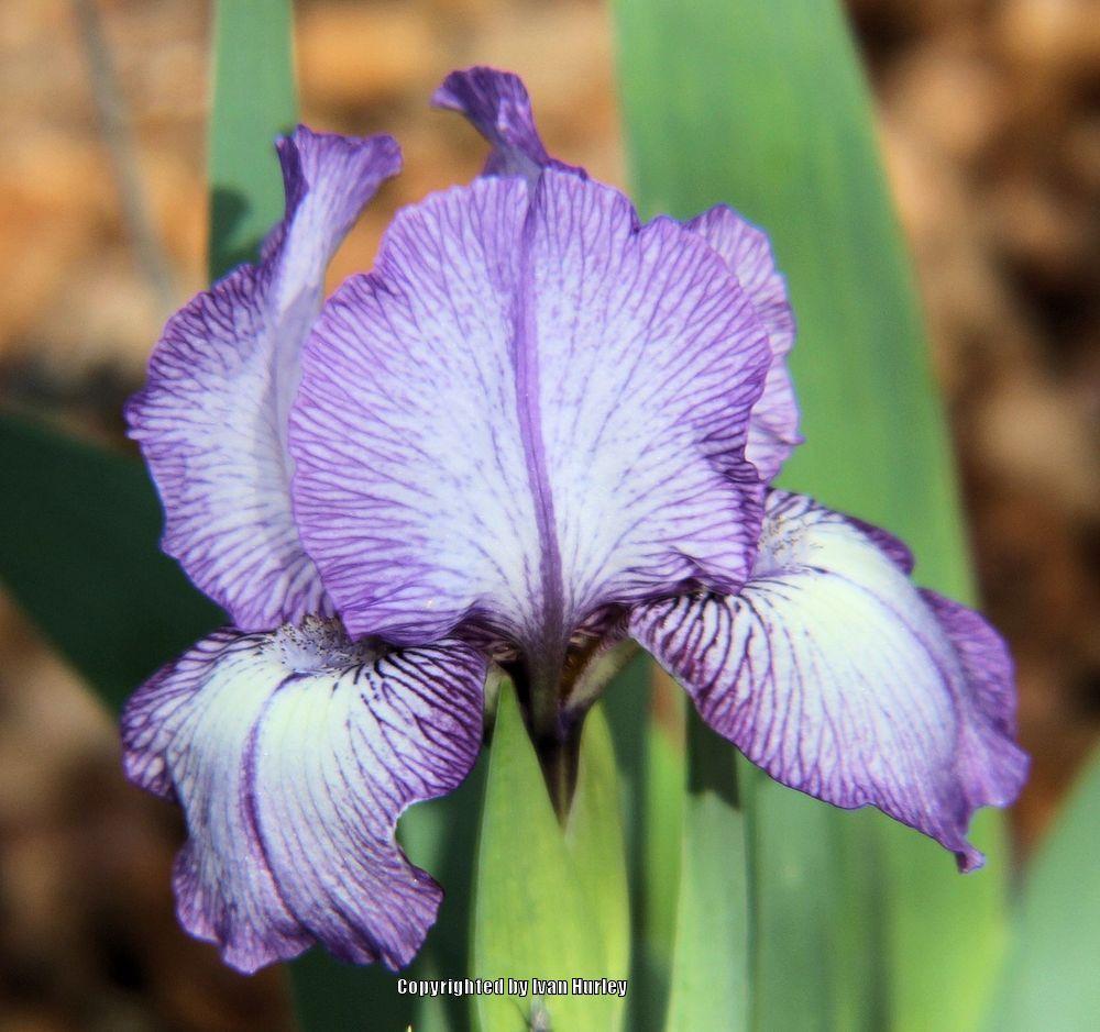 Photo of Arilbred Iris (Iris 'Omar's Stitchery') uploaded by Ivan_N_Tx
