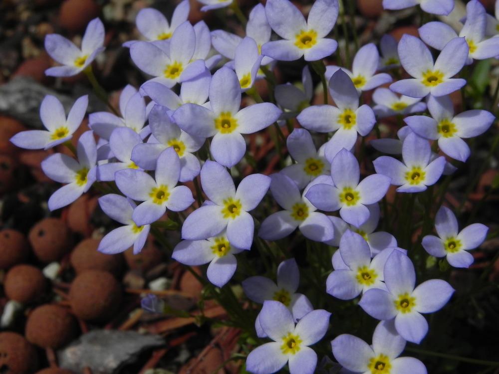 Photo of Bluets (Houstonia caerulea) uploaded by SL_gardener