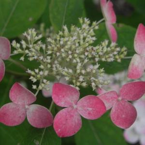 Blooms turn quickly from white to dark pink