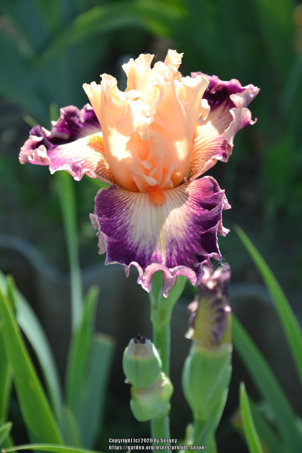 Photo of Tall Bearded Iris (Iris 'Uninhibited') uploaded by Serjio