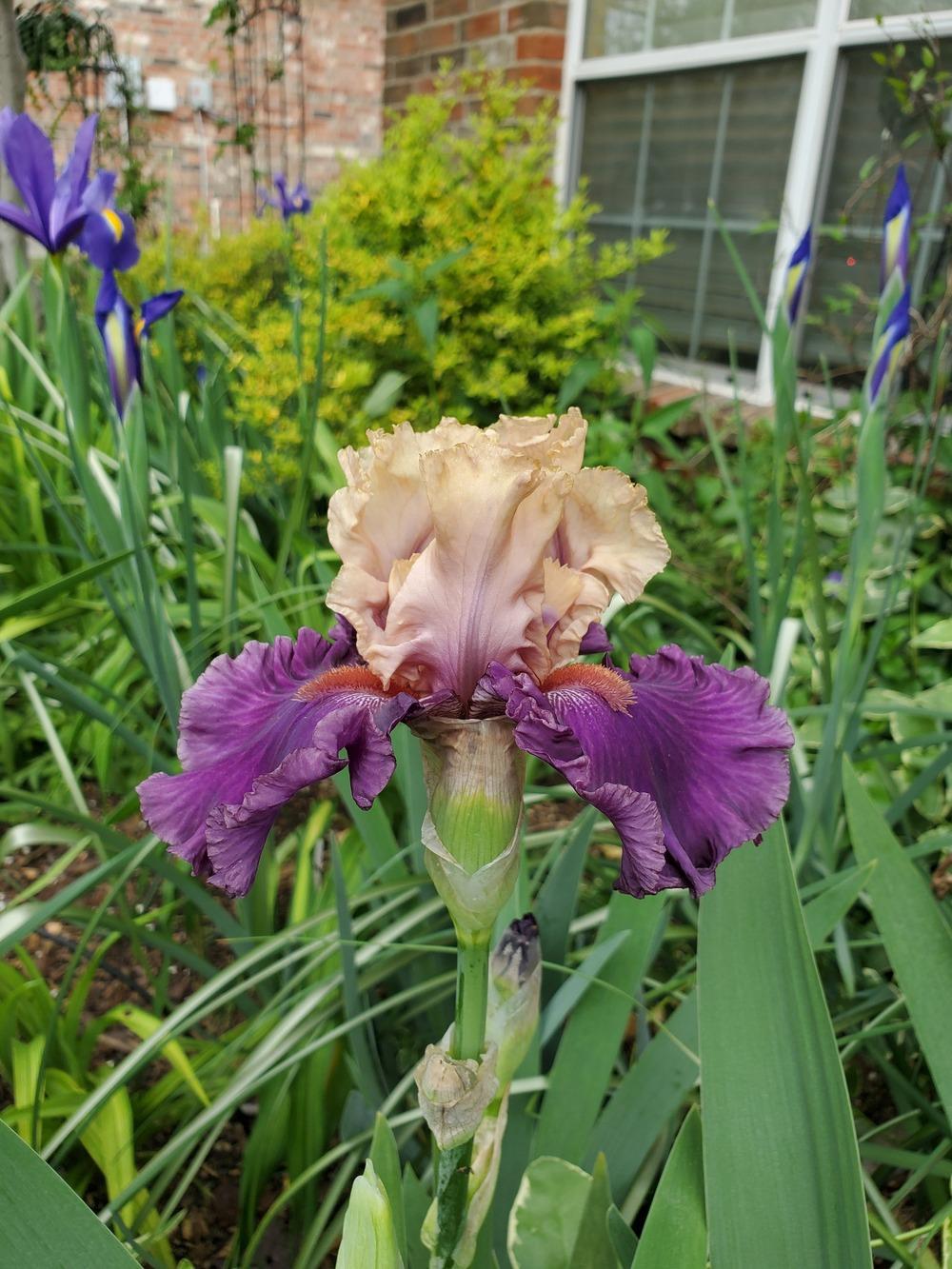 Photo of Tall Bearded Iris (Iris 'Puff the Magic') uploaded by javaMom