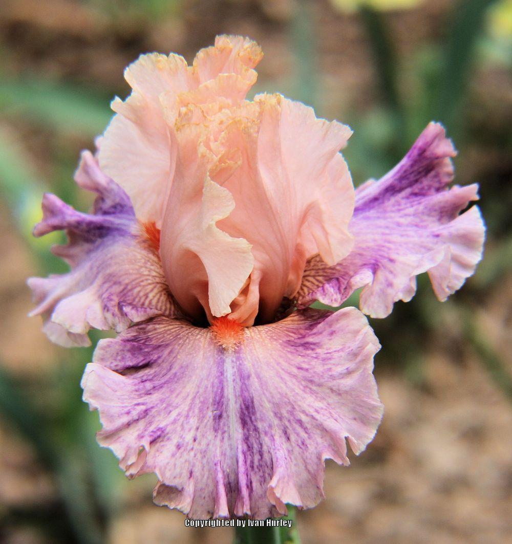 Photo of Tall Bearded Iris (Iris 'Fruited Plain') uploaded by Ivan_N_Tx