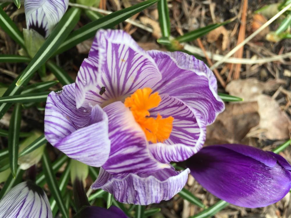 Photo of Crocus uploaded by Lucichar