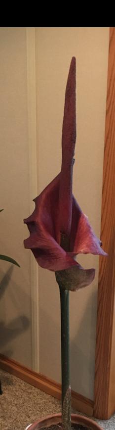 Photo of Voodoo Lily (Amorphophallus konjac) uploaded by Lucichar