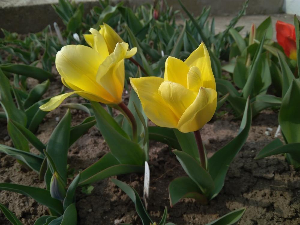 Photo of Fosteriana Tulip (Tulipa 'Yellow Empress') uploaded by Nevita