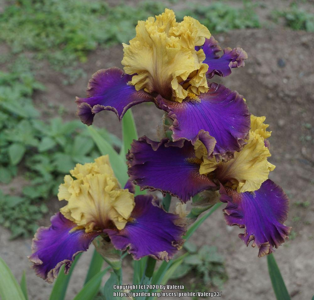 Photo of Tall Bearded Iris (Iris 'Deal or No Deal') uploaded by Valery33