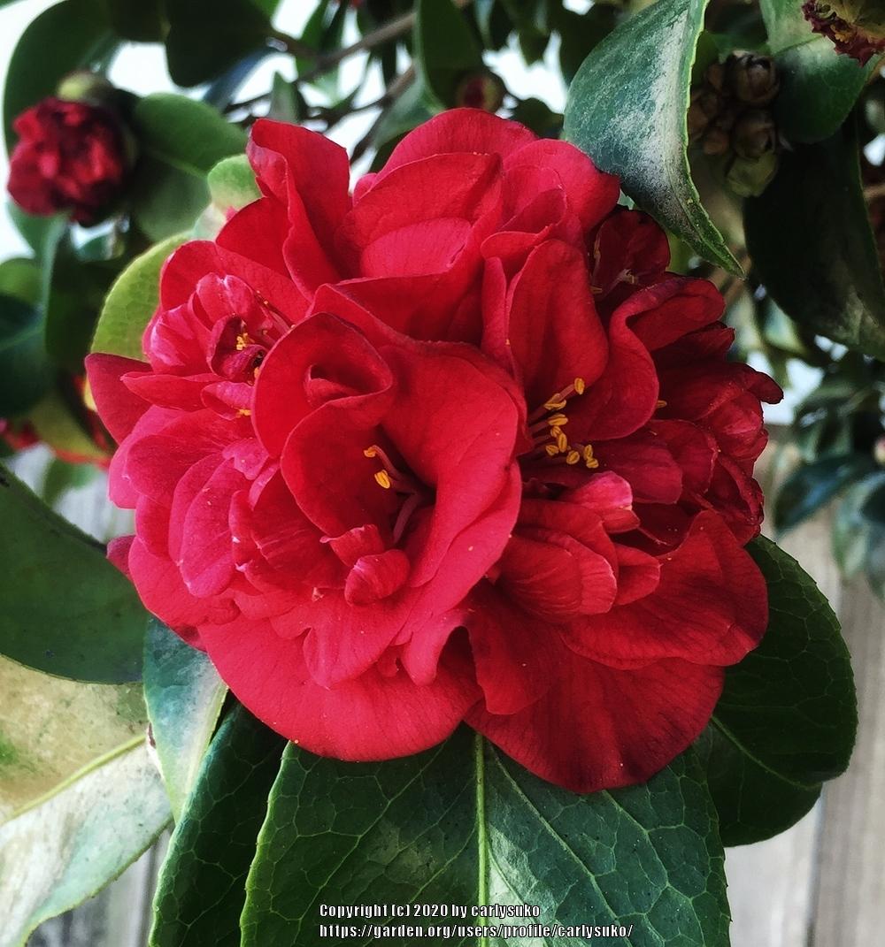 Photo of Japanese Camellia (Camellia japonica 'Kramer's Supreme') uploaded by carlysuko