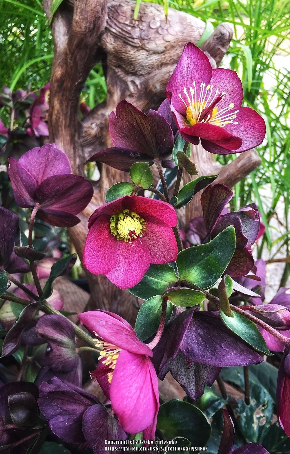 Photo of Hellebore (Helleborus Gold Collection® Ice N' Roses Red) uploaded by carlysuko