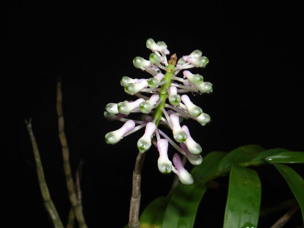 Photo of Orchid (Dendrobium smillieae) uploaded by hawkarica