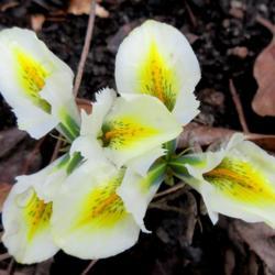 Location: Toronto, Ontario
Date: 2020-03-20
Iris (Iris reticulata 'Katherine's Gold')