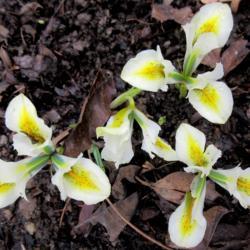 Location: Toronto, Ontario
Date: 2020-03-20
Iris (Iris reticulata 'Katherine's Gold')