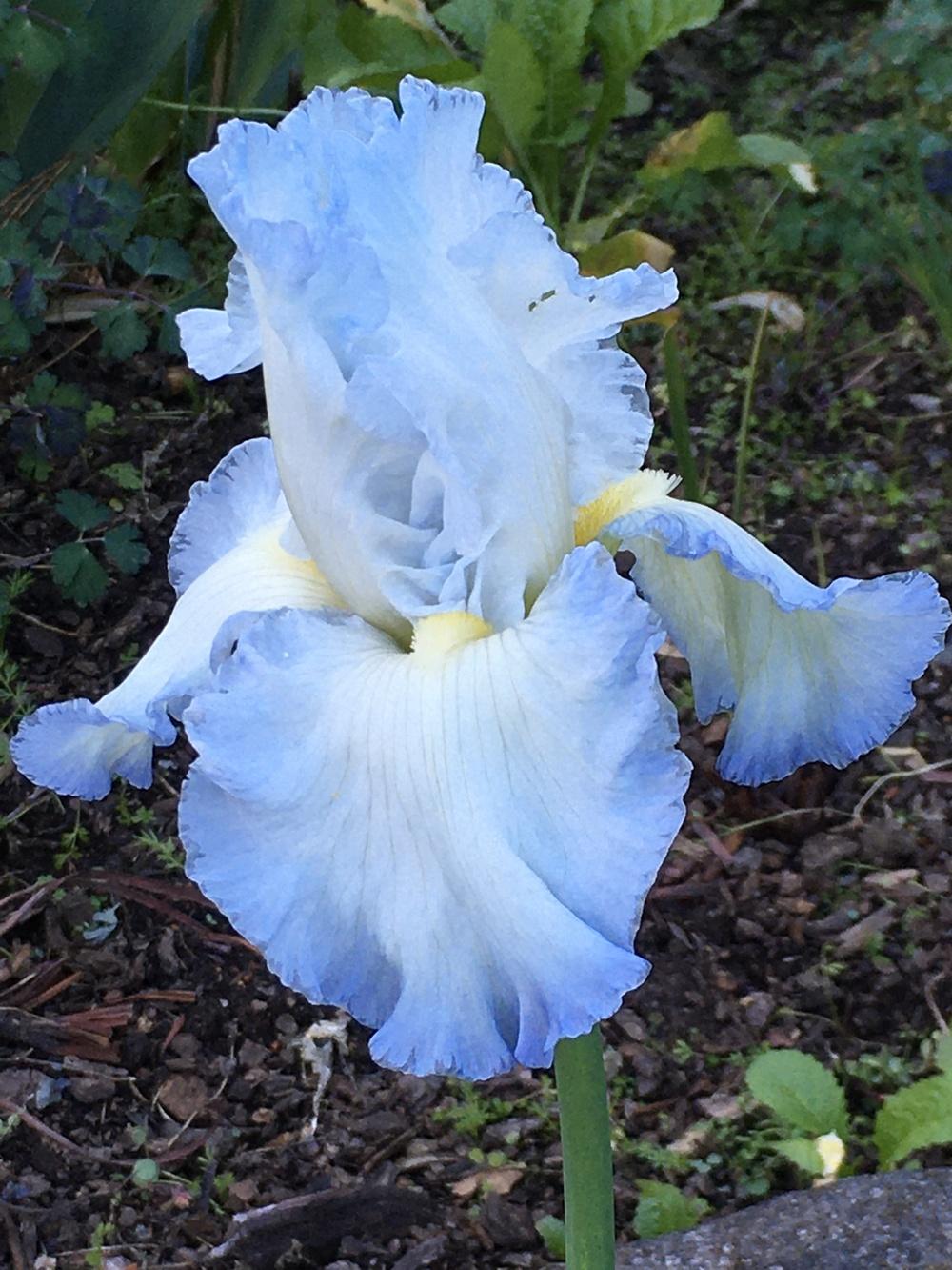 Photo of Tall Bearded Iris (Iris 'Stan Coates') uploaded by lilpod13