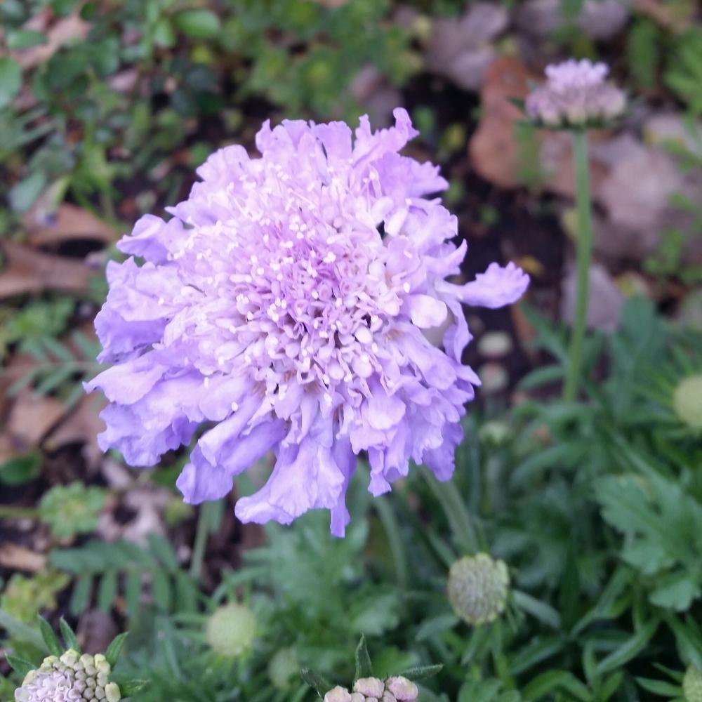 Photo of Pincushion Flower (Scabiosa columbaria 'Butterfly Blue') uploaded by FAIRYROSE