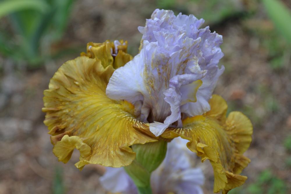 Photo of Tall Bearded Iris (Iris 'Olive Windows') uploaded by aikenforflowers