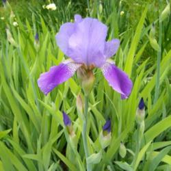 Location: Kyle
Date: 2020-03-19
a passalong iris from a fellow gardener