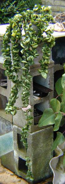 Photo of Wax Plant (Hoya carnosa  'Krinkle Kurl') uploaded by deepsouth