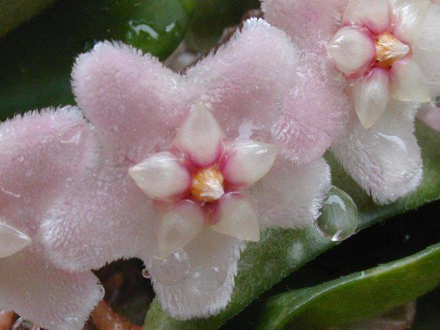 Photo of Wax Plant (Hoya carnosa  'Krinkle Kurl') uploaded by deepsouth