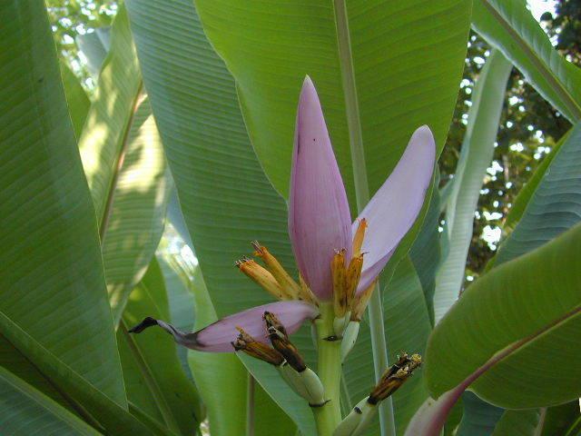 Photo of Ornamental Banana (Musa ornata) uploaded by deepsouth