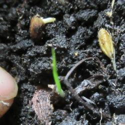 Location: indoors Toronto, Ontario
Date: 2020-03-20
Rice (Oryza sativa) seeds germination.