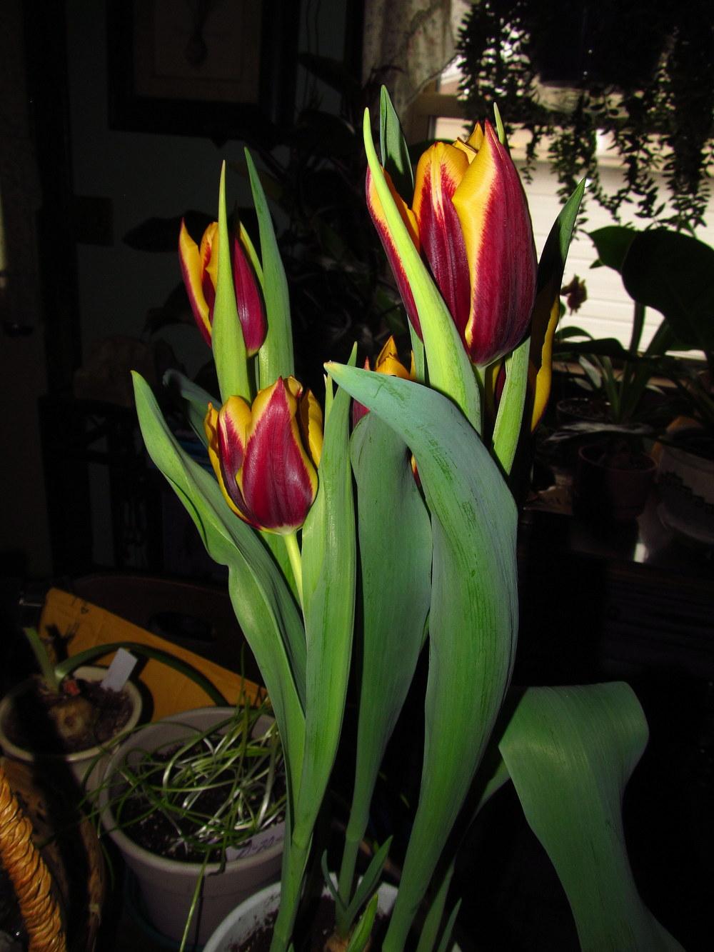 Photo of Triumph Tulip (Tulipa 'Gavota') uploaded by jmorth