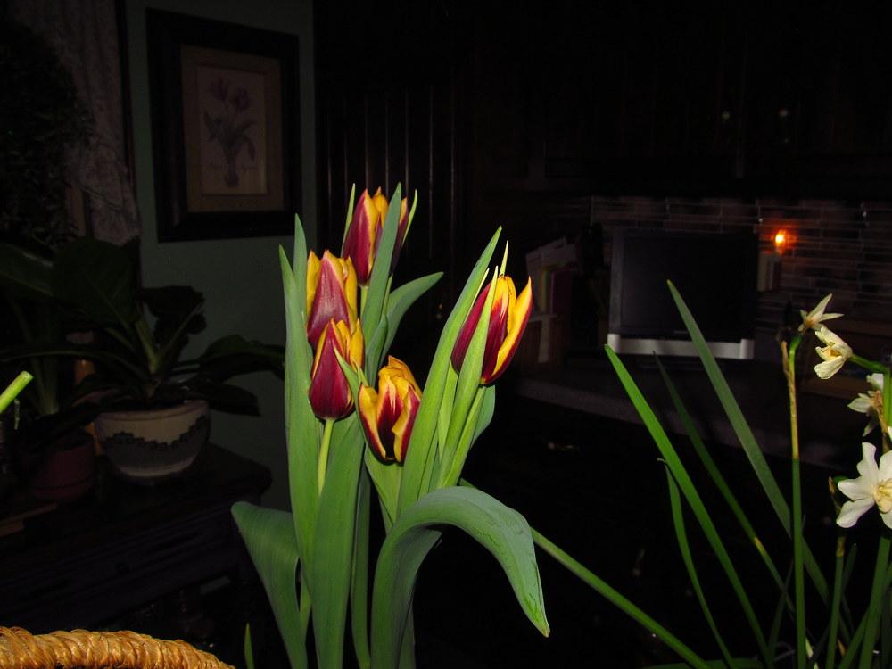 Photo of Triumph Tulip (Tulipa 'Gavota') uploaded by jmorth