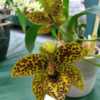 taken at San Diego Orchid Society winter show
