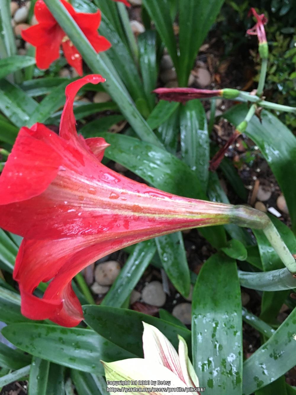 Photo of St. Joseph's Lily (Hippeastrum x johnsonii) uploaded by piksihk