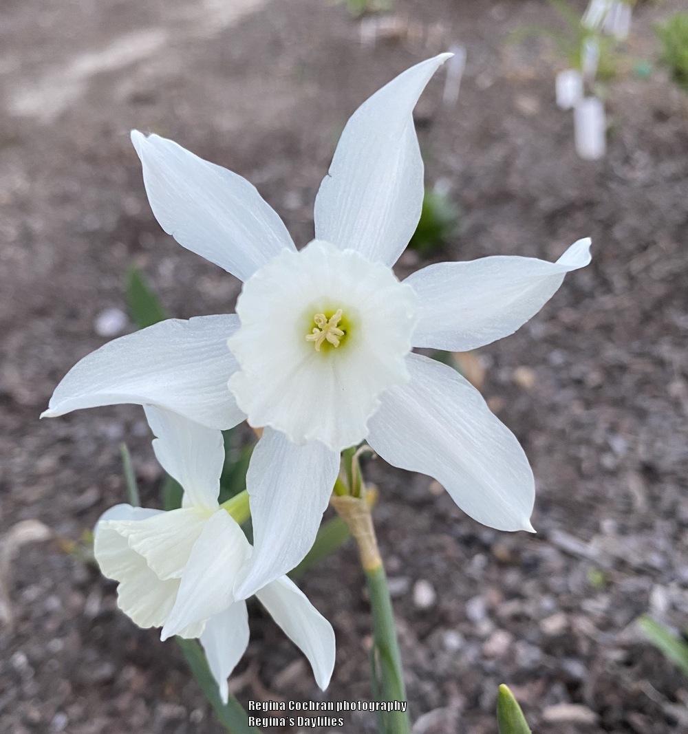 Photo of Triandrus Daffodil (Narcissus 'Thalia') uploaded by scflowers
