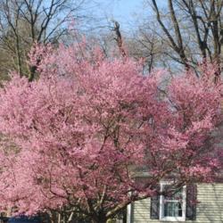 Location: West Chester, Pennsylvania
Date: 2020-03-16
pink bloom