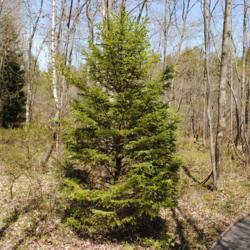 Location: Thomas Darling Preserve near Blakeslee, PA
Date: 2016-05-20
young tree