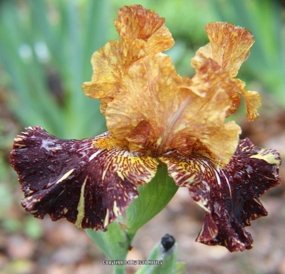 Photo of Tall Bearded Iris (Iris 'Spiced Tiger') uploaded by Ivan_N_Tx