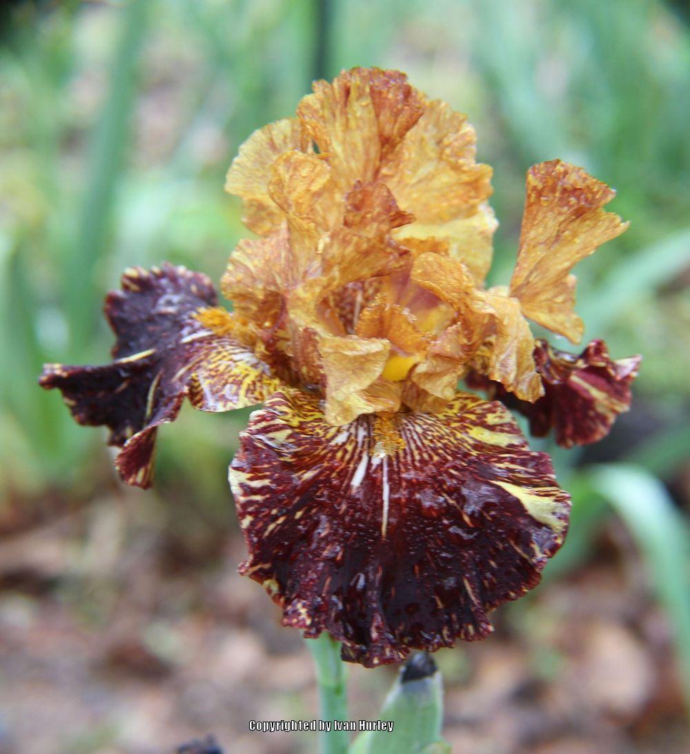 Photo of Tall Bearded Iris (Iris 'Spiced Tiger') uploaded by Ivan_N_Tx