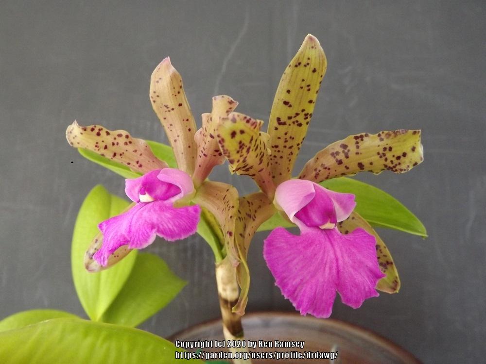 Photo of Orchid (Cattleya Lacey Michelle Matherne) uploaded by drdawg