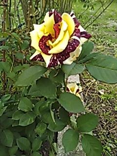 Photo of Rose (Rosa 'Abracadabra') uploaded by manueldalmeida