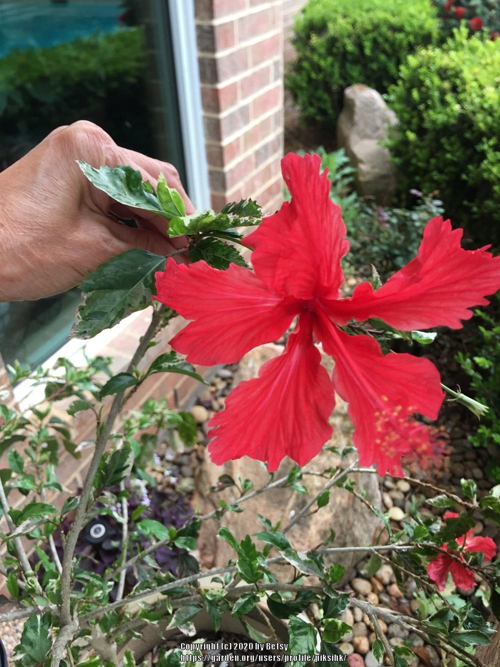 Photo of Variegated Tropical Hibiscus (Hibiscus rosa-sinensis 'Snow Queen') uploaded by piksihk