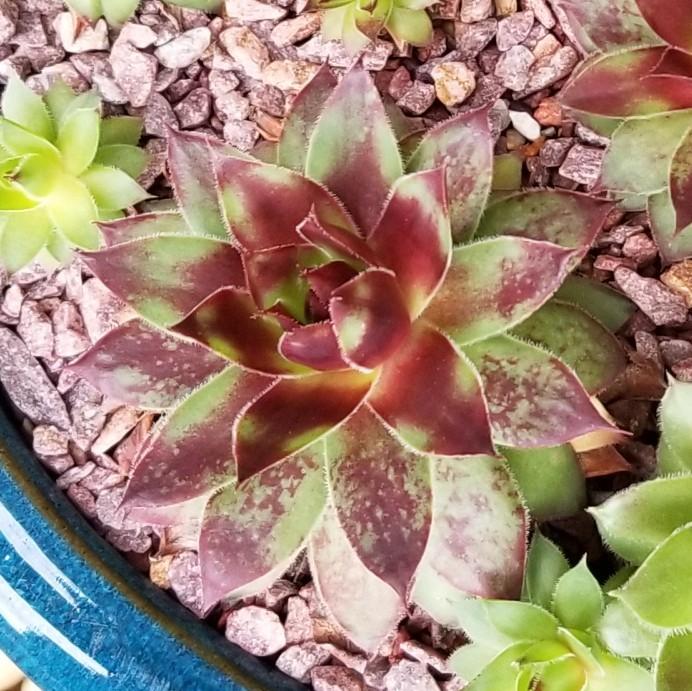 Photo of Hen and Chicks (Sempervivum 'Holly Jolly') uploaded by Grexas