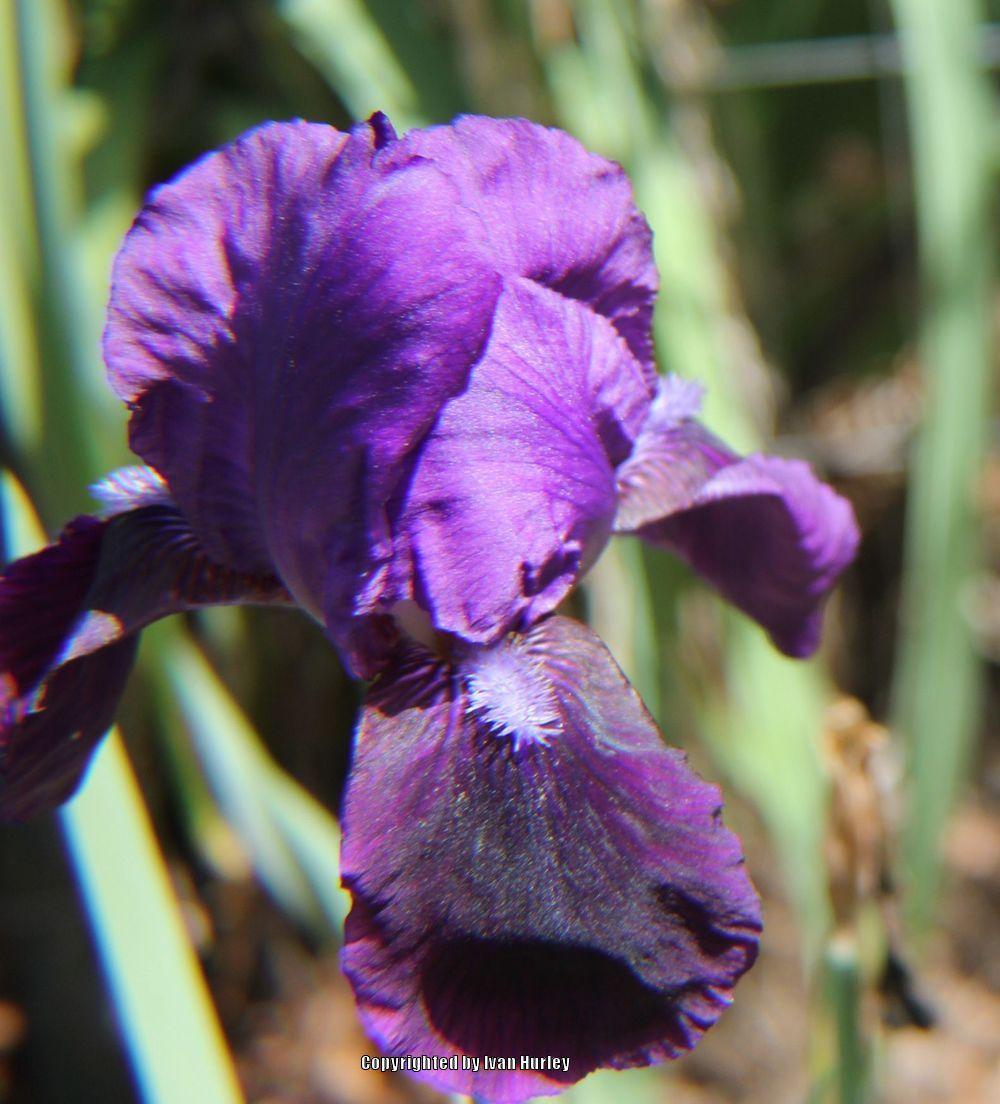 Photo of Intermediate Bearded Iris (Iris 'Eleanor Roosevelt') uploaded by Ivan_N_Tx