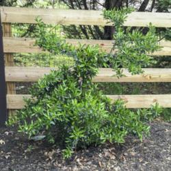 Location: Outdoor mulch bed
Date: March 2020
This Pyracantha koidzumii 'Victory' Firethorn is approximately 1.