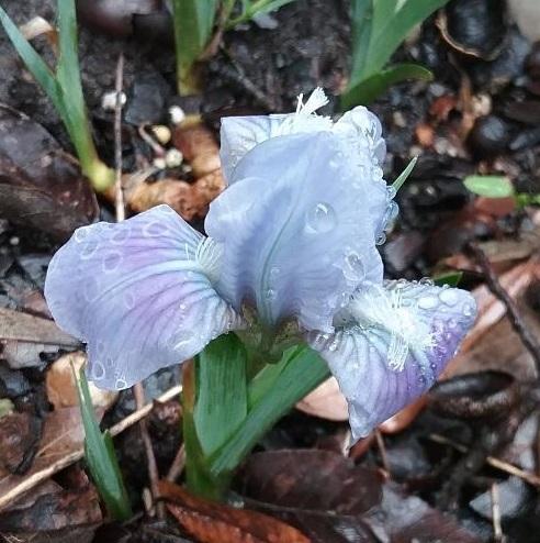 Photo of Miniature Dwarf Bearded Iris (Iris 'Blue Doll') uploaded by grannysgarden