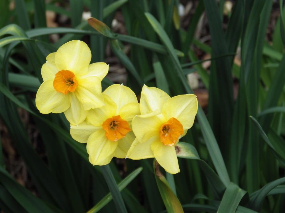 Photo of Daffodils (Narcissus) uploaded by pdermer1x