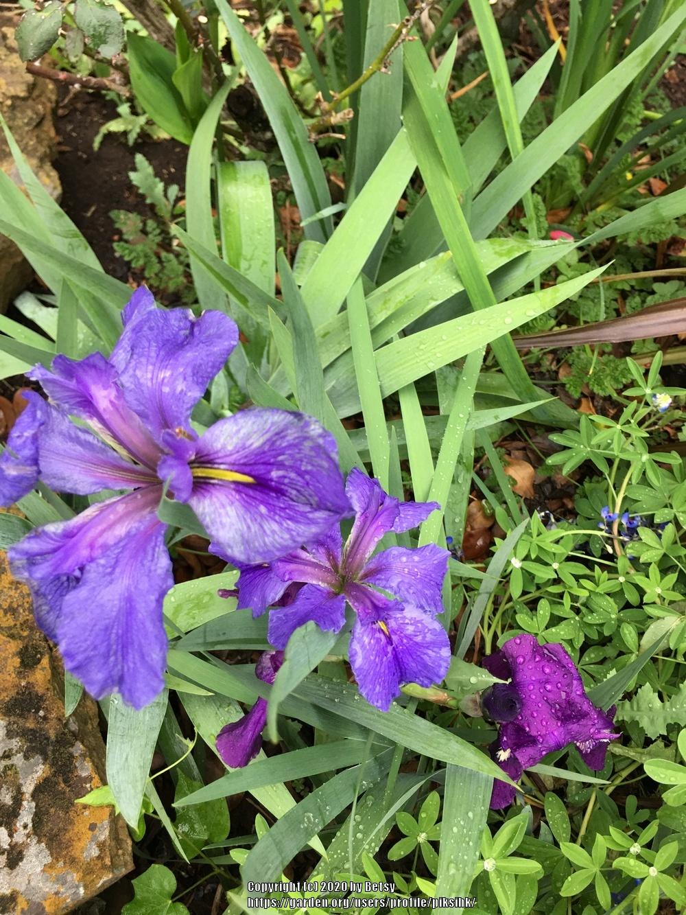 Photo of Louisiana Iris (Iris 'Clyde Redmond') uploaded by piksihk