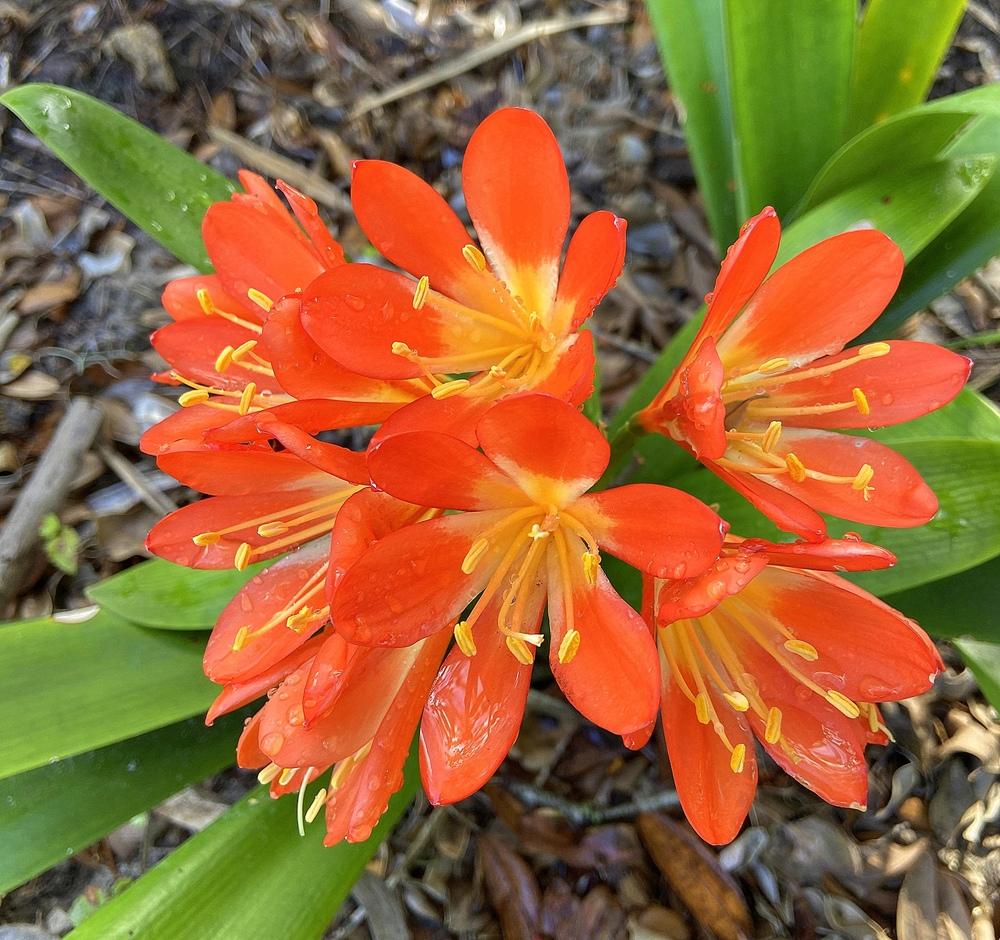 Photo of Clivia Lily (Clivia miniata 'Belgian Hybrid') uploaded by sunkissed