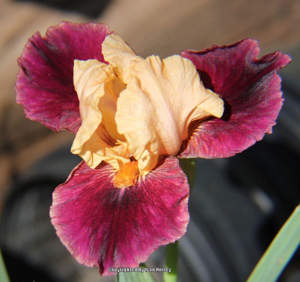 Photo of Intermediate Bearded Iris (Iris 'Blast') uploaded by Ivan_N_Tx