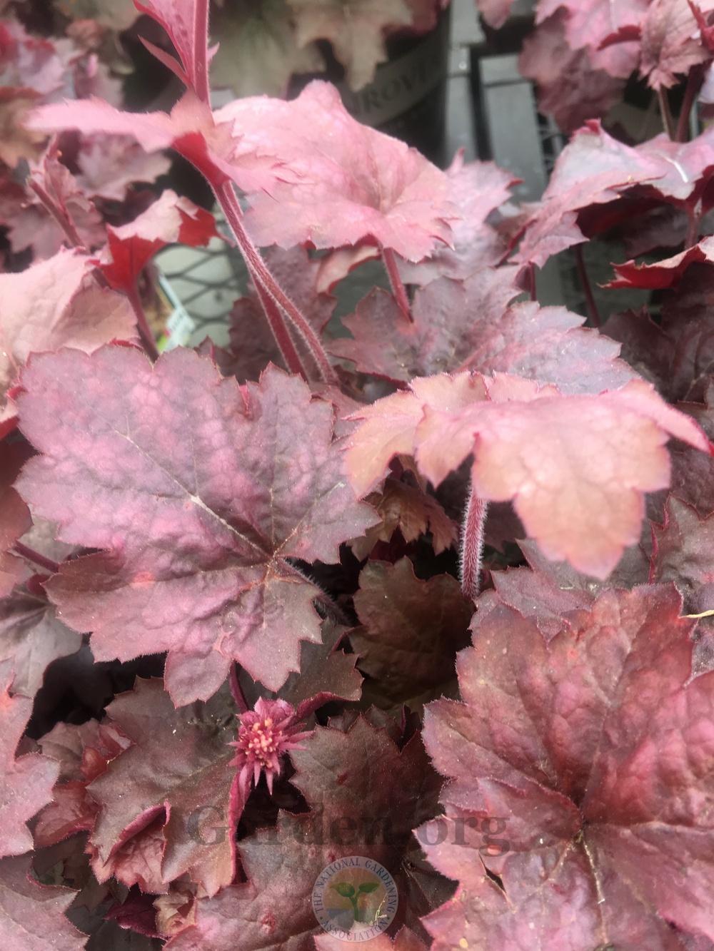 Photo of Coral Bell (Heuchera 'Candy Apple') uploaded by chickhill
