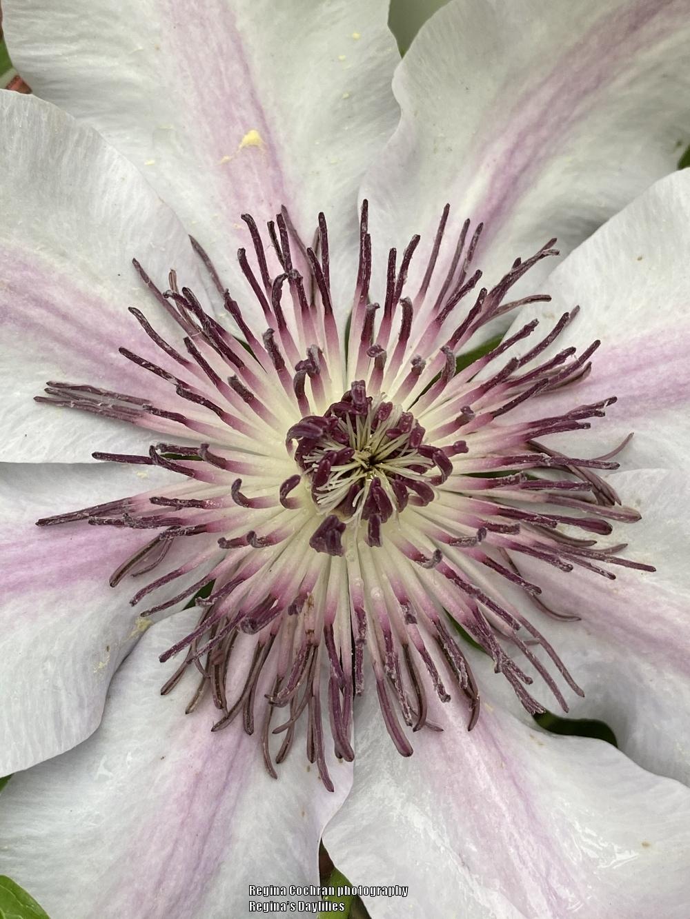 Photo of Clematis 'Nelly Moser' uploaded by scflowers