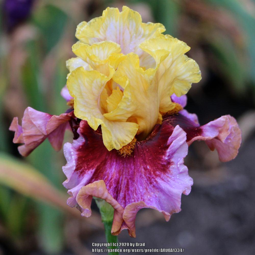 Photo of Tall Bearded Iris (Iris 'What a Circus') uploaded by ARUBA1334