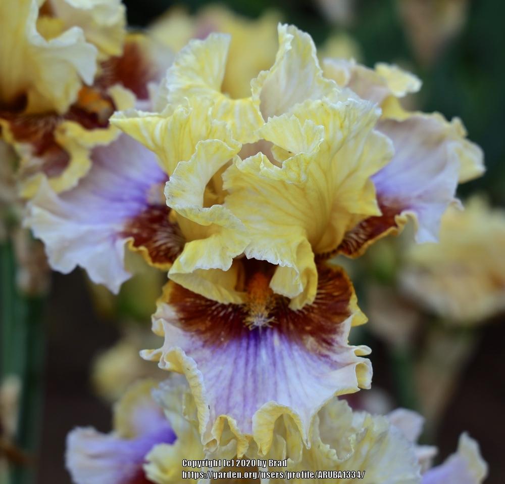 Photo of Tall Bearded Iris (Iris 'Flaming Torch') uploaded by ARUBA1334