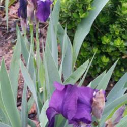Location: Nocona,Texas zn.7 My gardens
Date: March23,2020
Rich color & strong fragrance